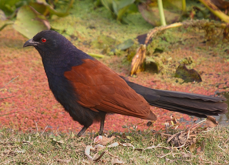 Pretty Greater coucal