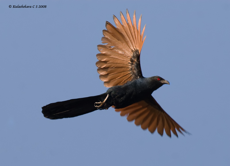 Pretty Greater coucal