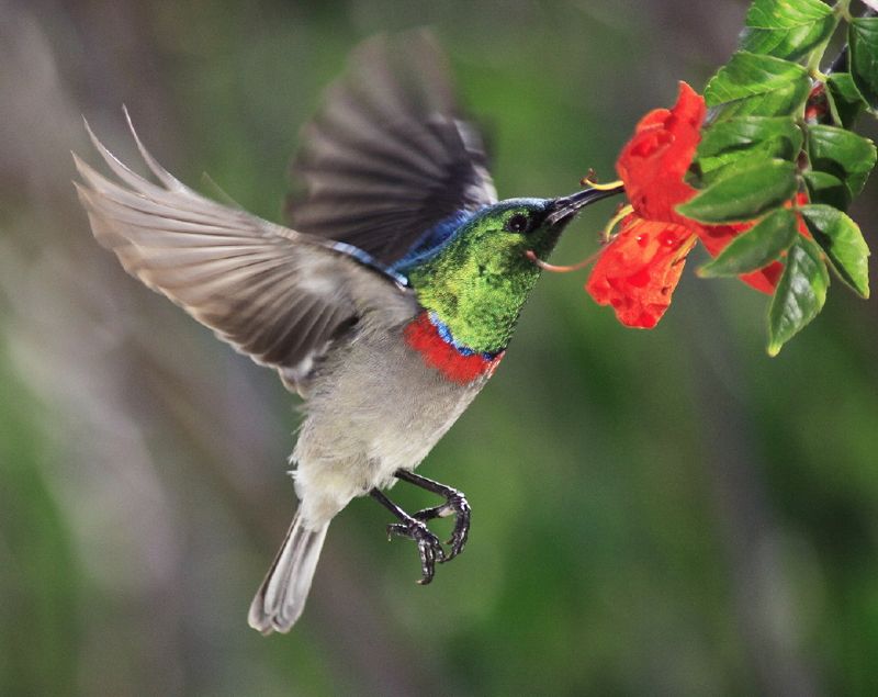 Greater double-collared sunbird