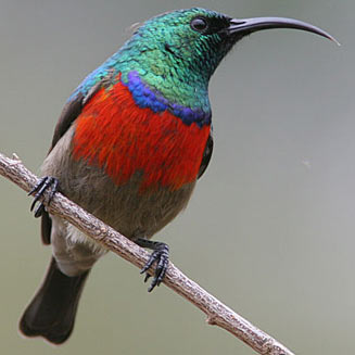 Pretty Greater double-collared sunbird