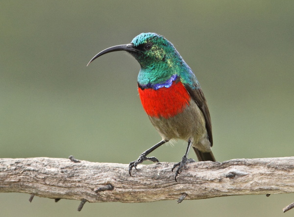 Pretty Greater double-collared sunbird