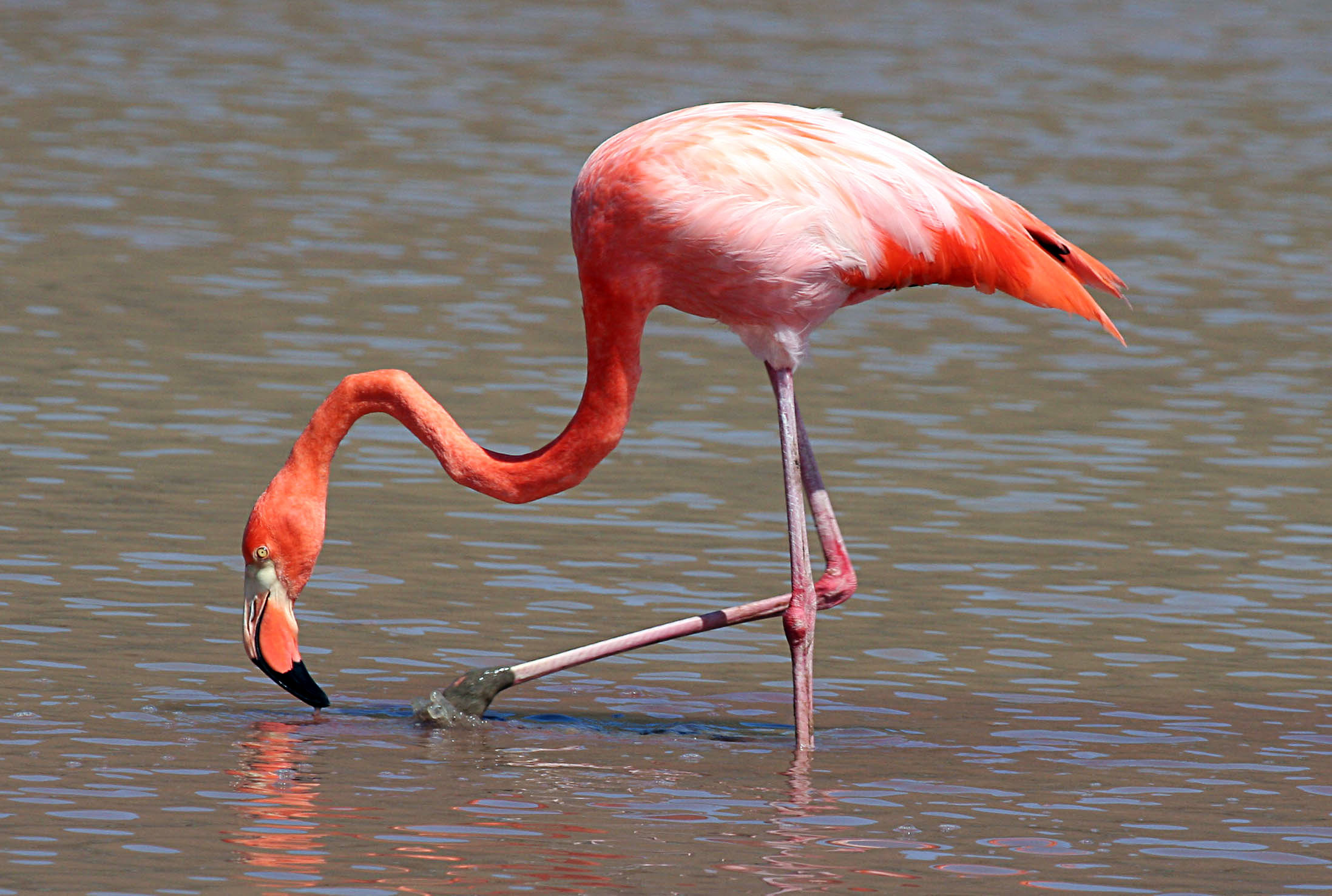 Greater flamingo