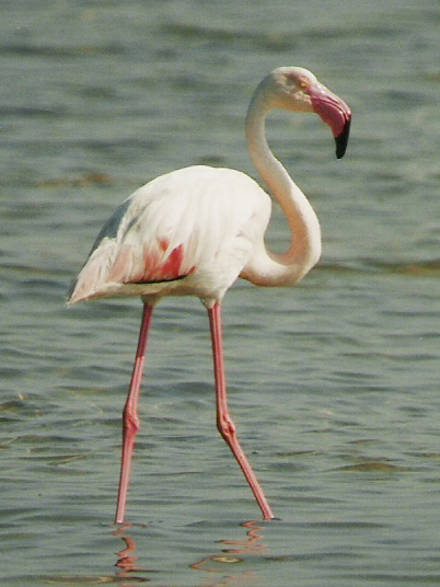 Pretty Greater flamingo