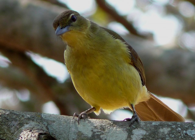 Pretty Greater honeyguide