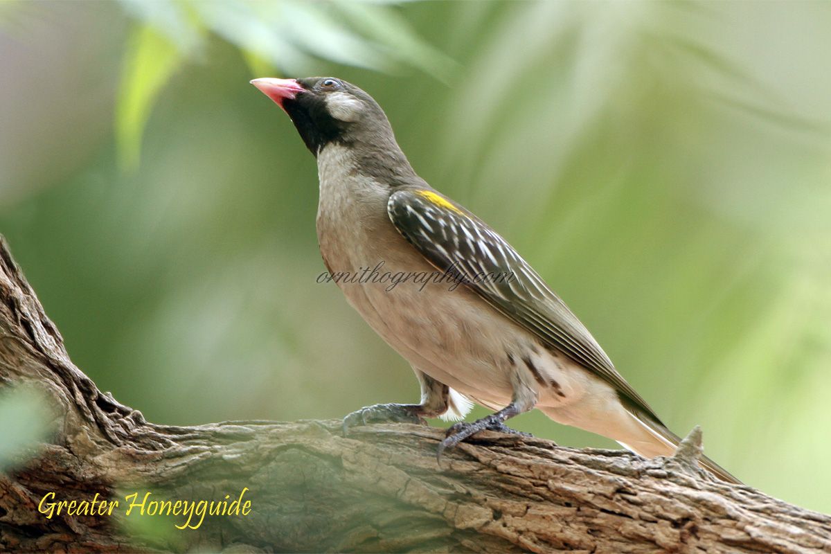 Pretty Greater honeyguide