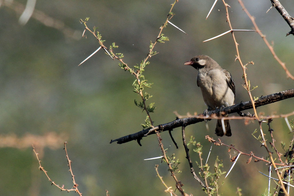 Pretty Greater honeyguide