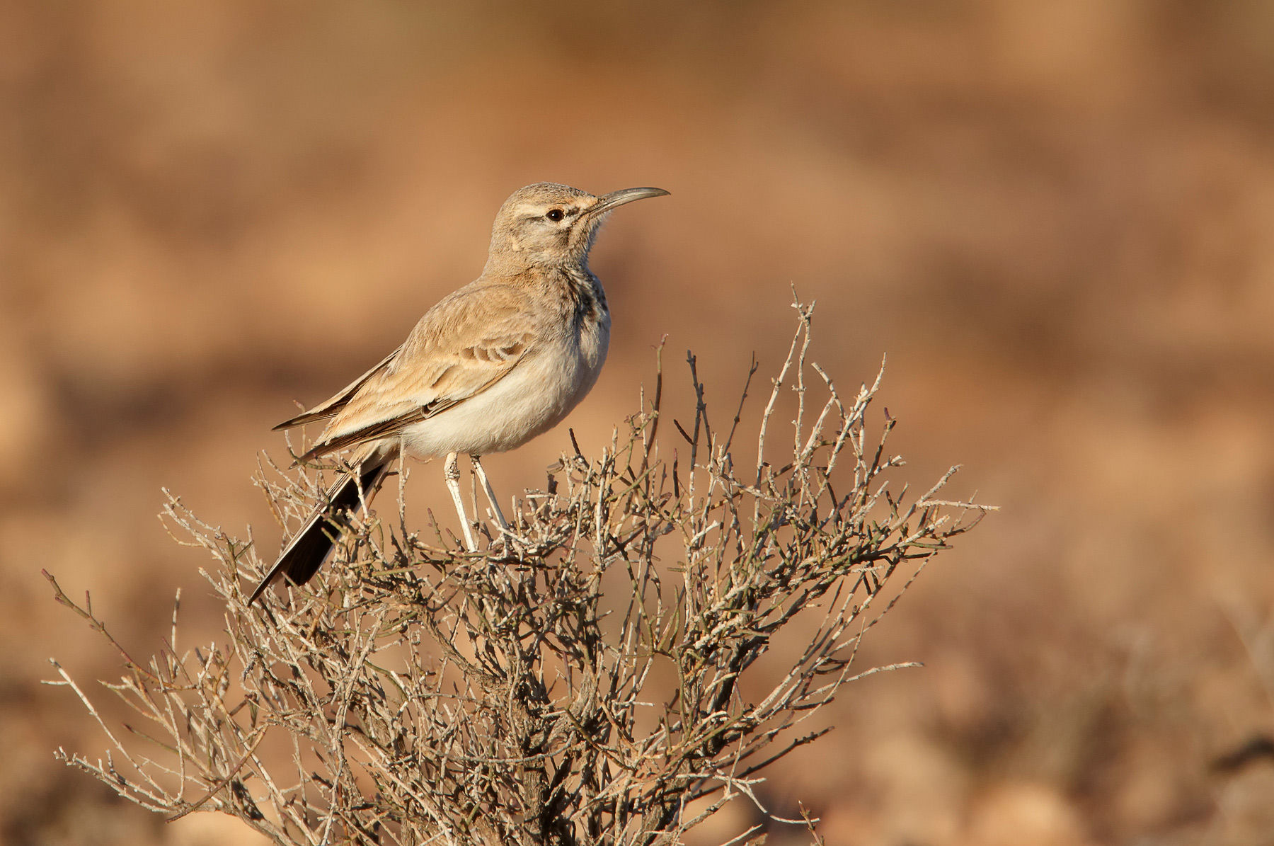 Greater hoopoe-lark