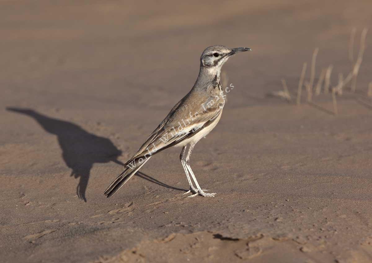 Pretty Greater hoopoe-lark