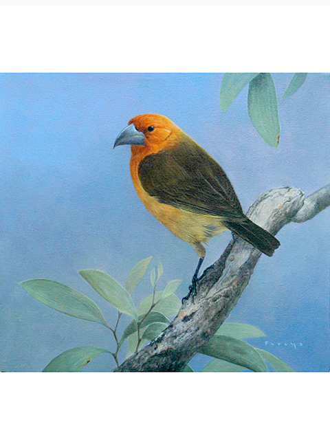 Greater koa finch