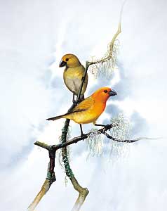 Pretty Greater koa finch
