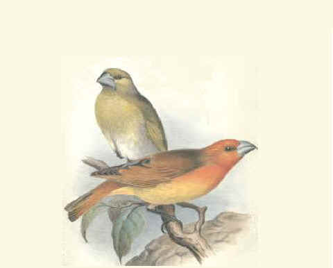 Pretty Greater koa finch