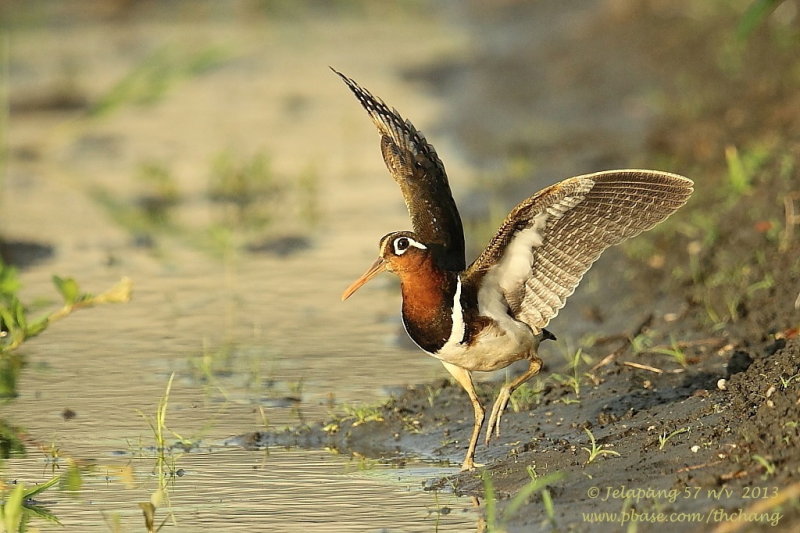 Greater painted snipe