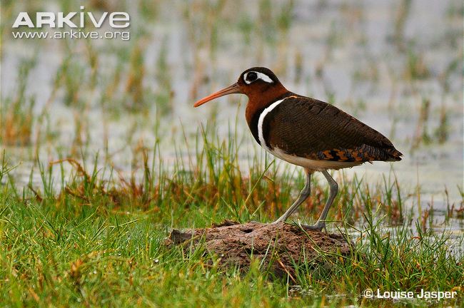 Pretty Greater painted snipe