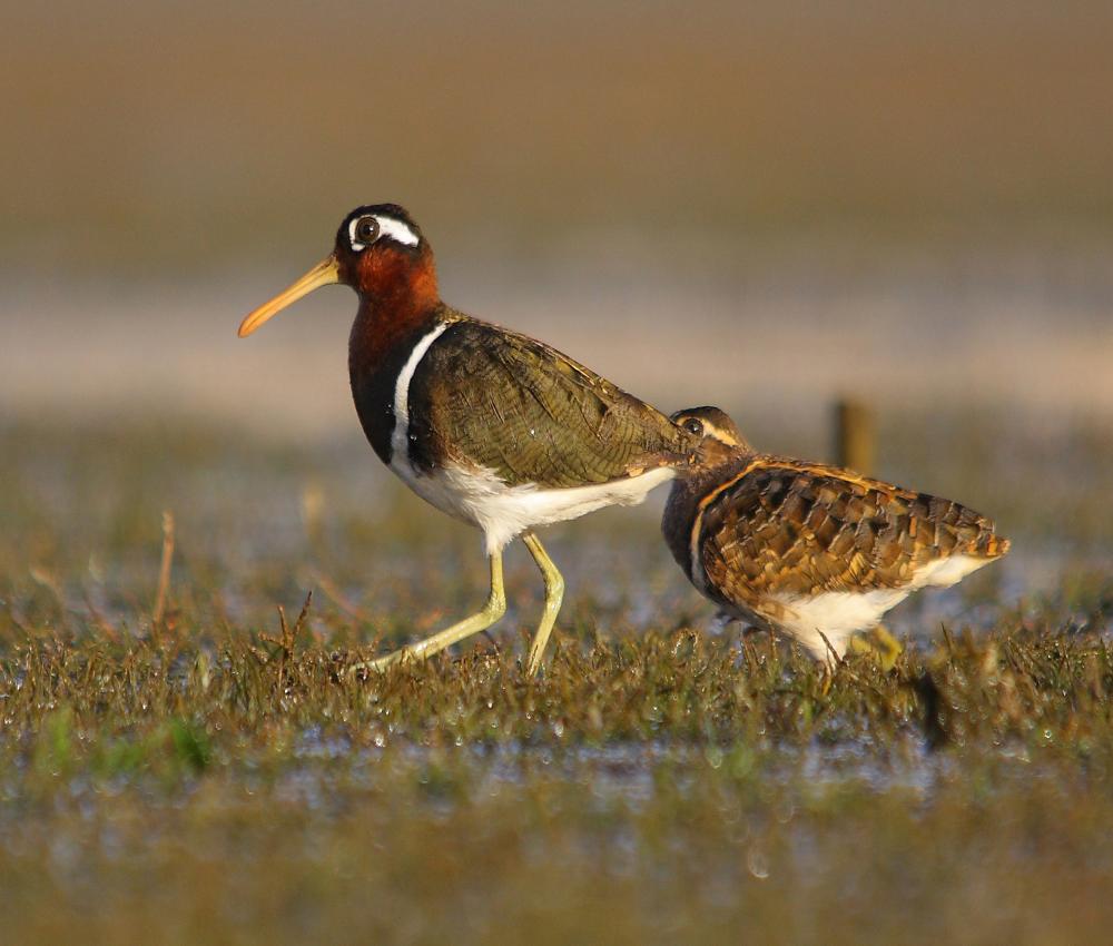 Pretty Greater painted snipe