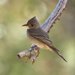 Pretty Greater pewee