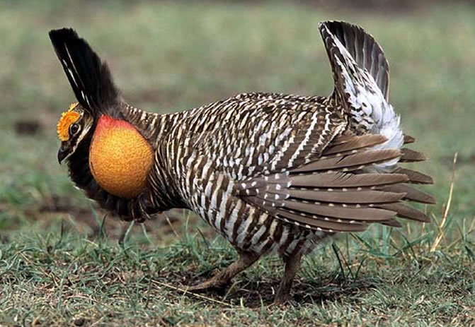 Pretty Greater prairie chicken