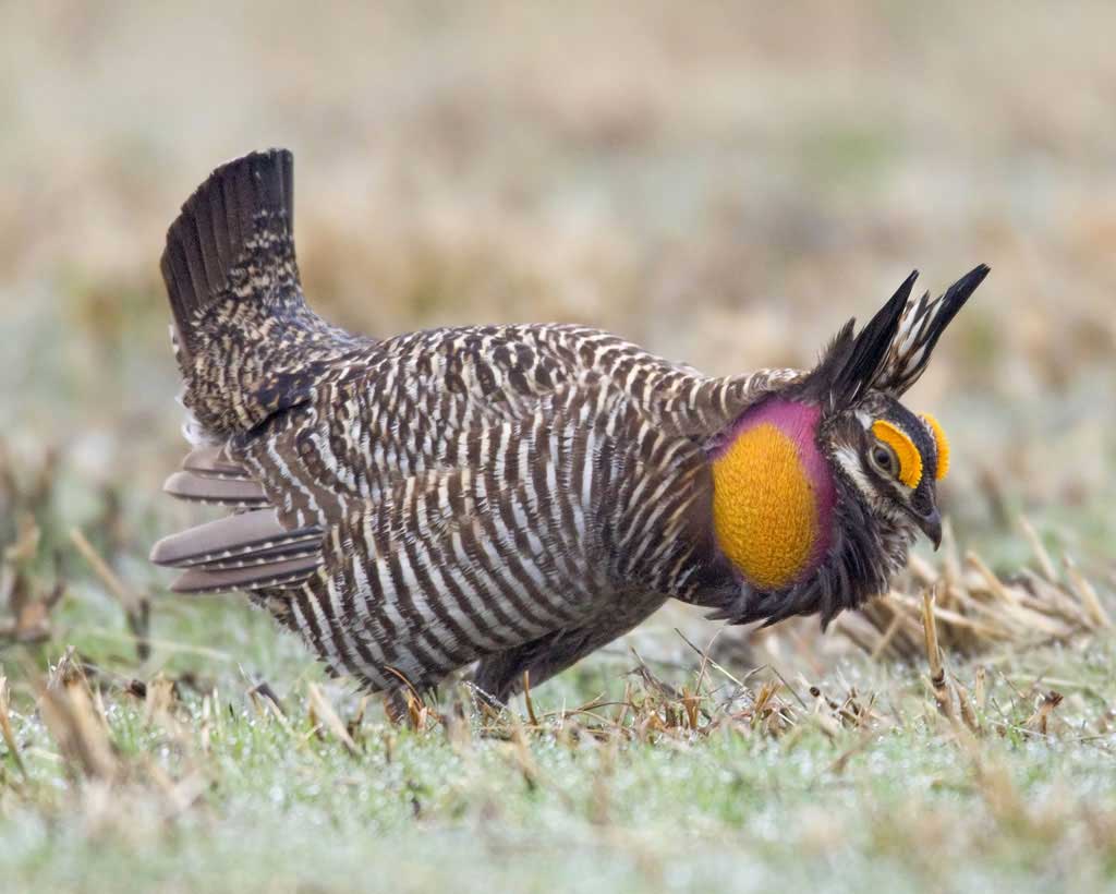 Pretty Greater prairie chicken