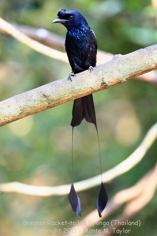 Greater racket-tailed drongo