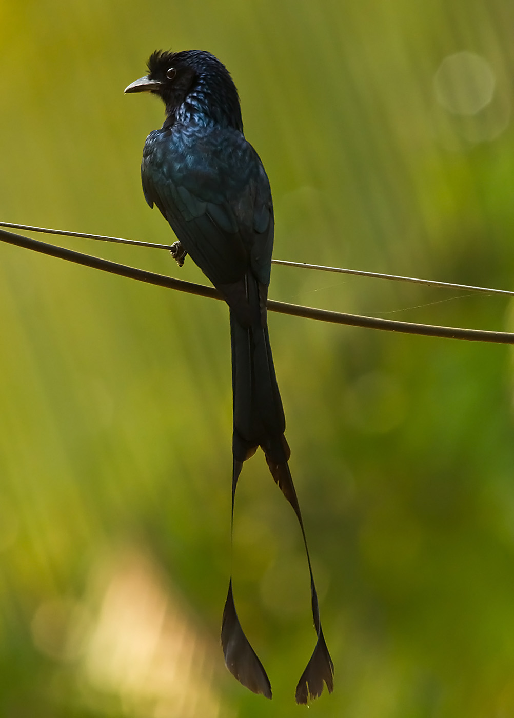 Pretty Greater racket-tailed drongo