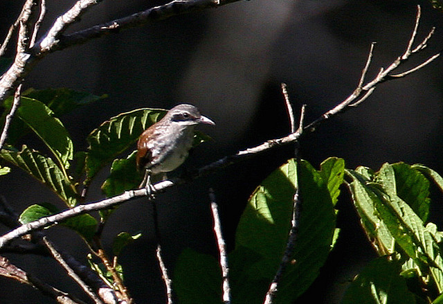 Greater rhabdornis