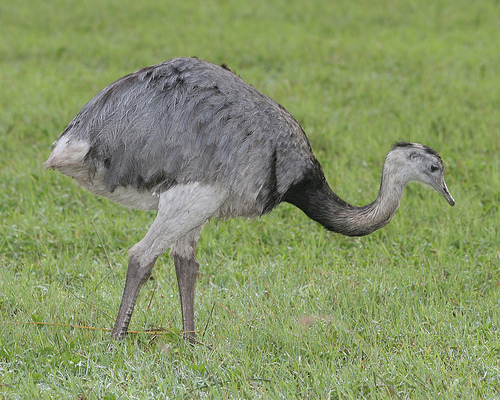 Greater rhea
