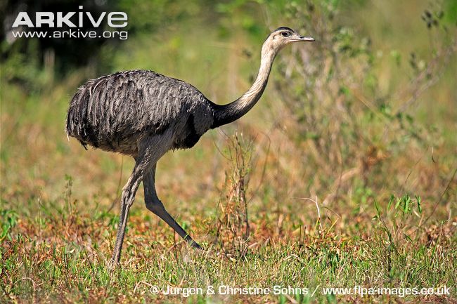 Pretty Greater rhea