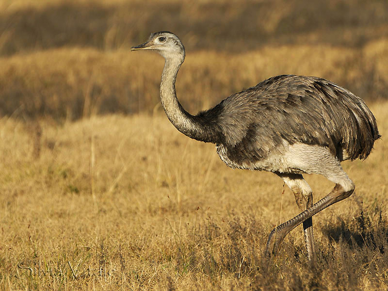 Pretty Greater rhea