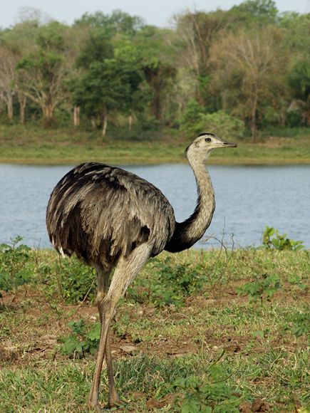 Pretty Greater rhea