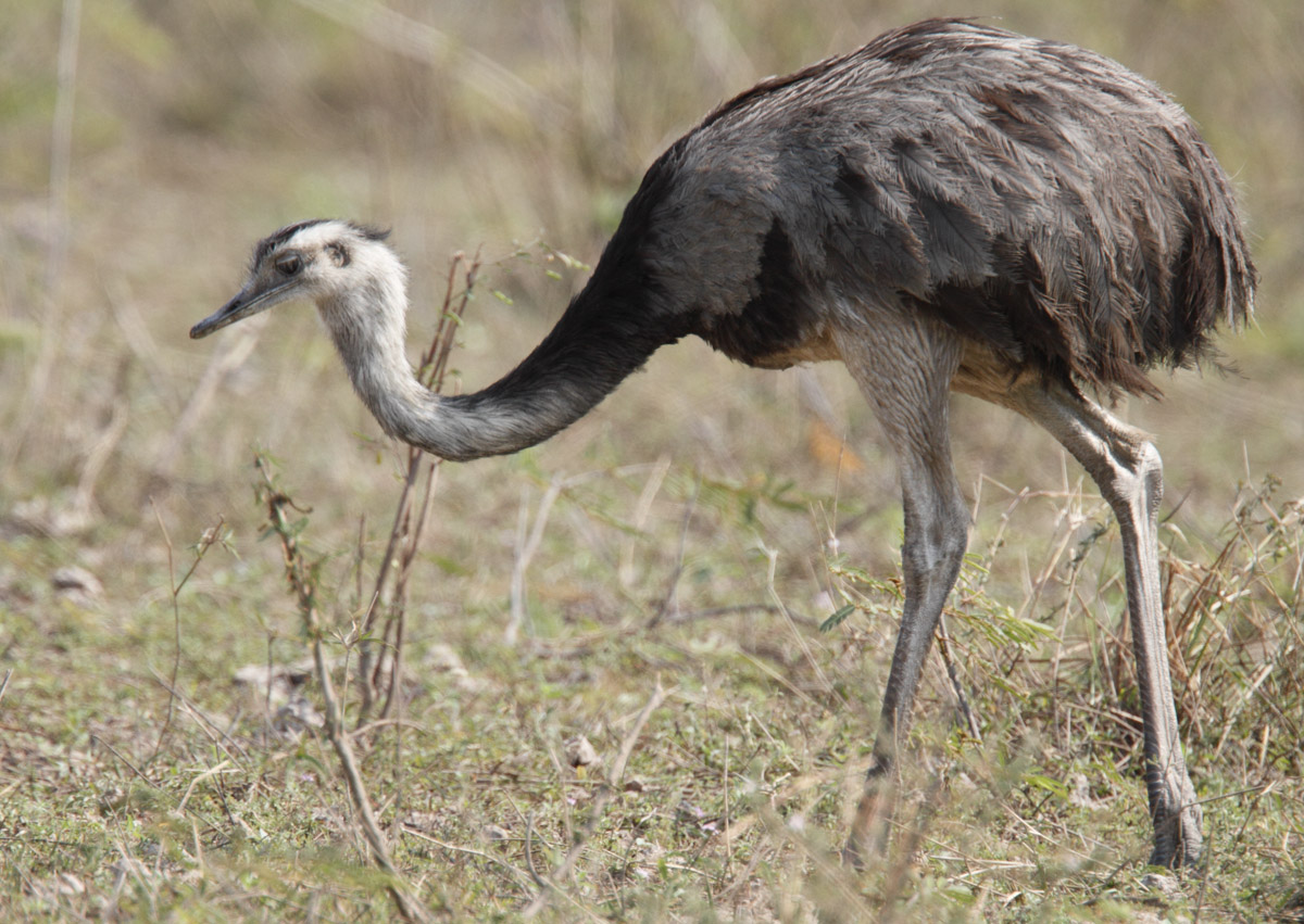 Pretty Greater rhea