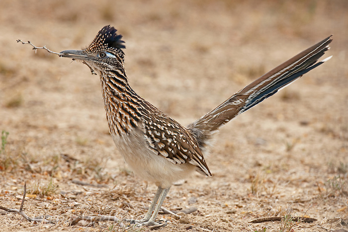 Greater roadrunner