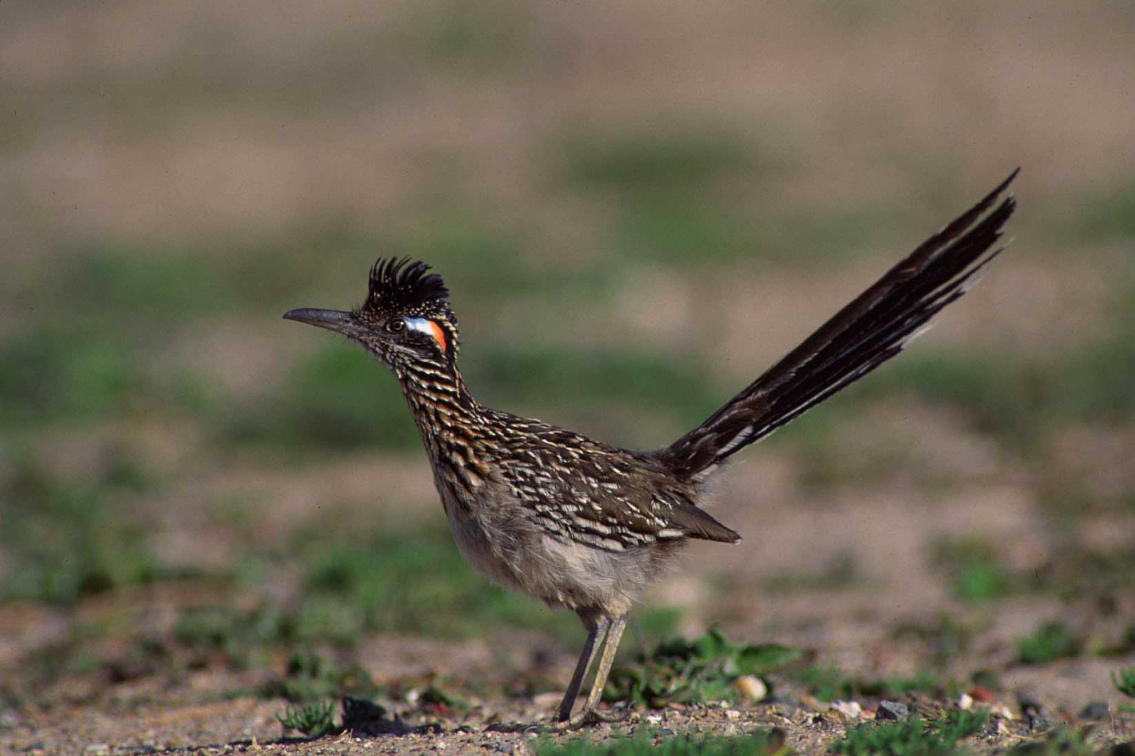 Pretty Greater roadrunner