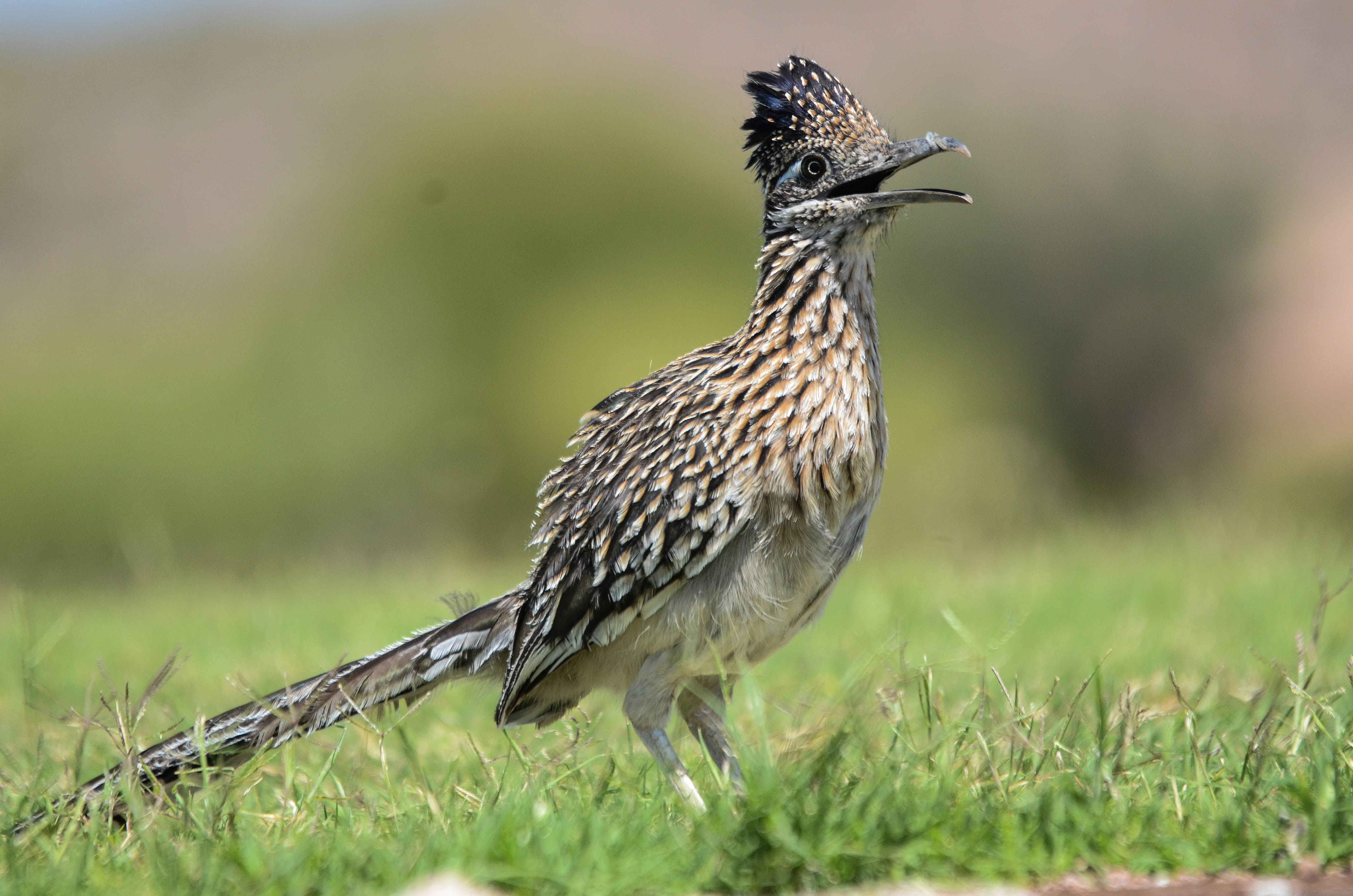Pretty Greater roadrunner