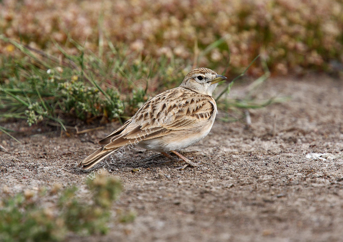 Greater short-toed lark
