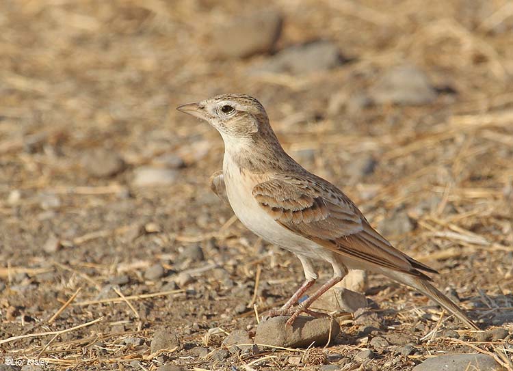 Pretty Greater short-toed lark
