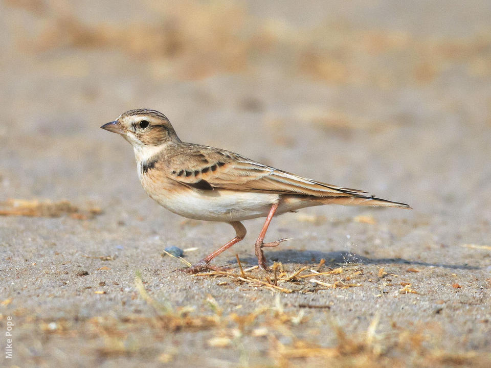 Pretty Greater short-toed lark