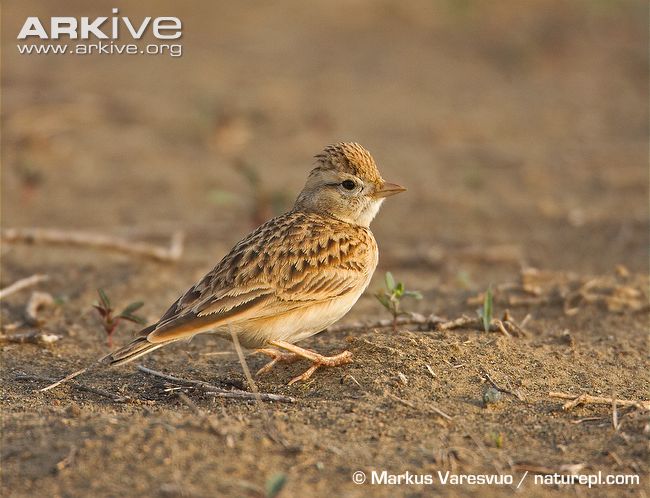 Pretty Greater short-toed lark