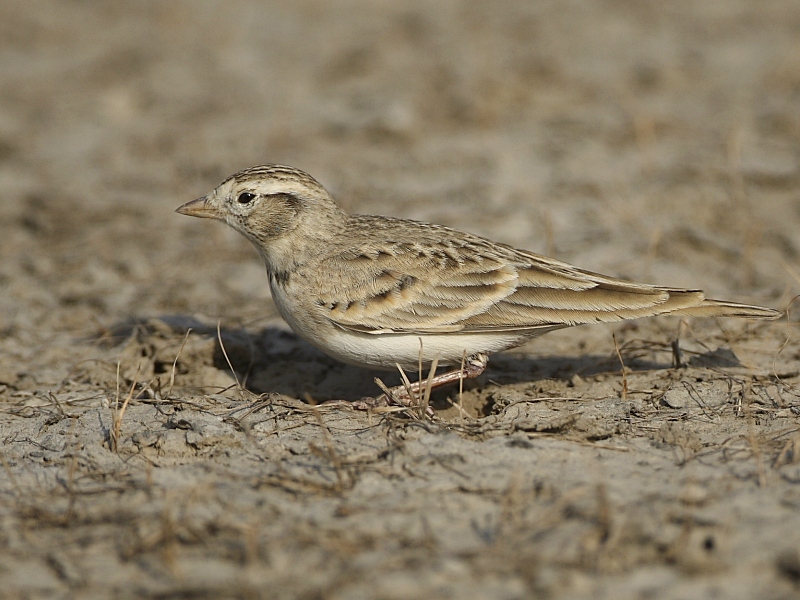 Pretty Greater short-toed lark