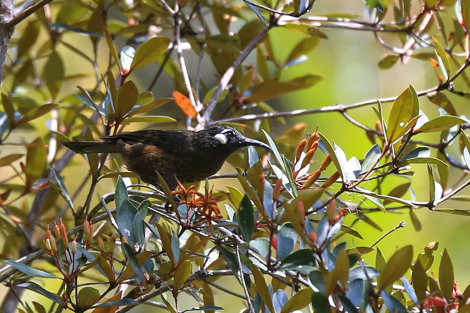 Greater Sulawesi honeyeater