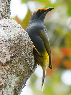 Pretty Greater Sulawesi honeyeater