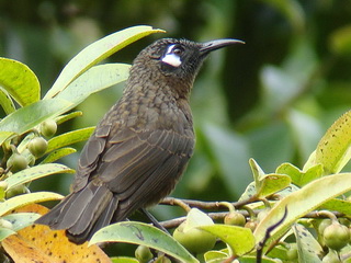 Pretty Greater Sulawesi honeyeater