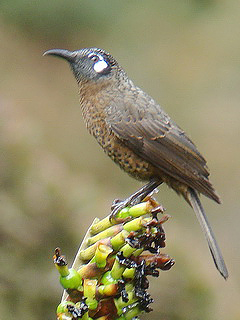Pretty Greater Sulawesi honeyeater