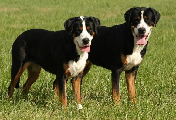 Nice Greater Swiss Mountain Dog - Dog Breed