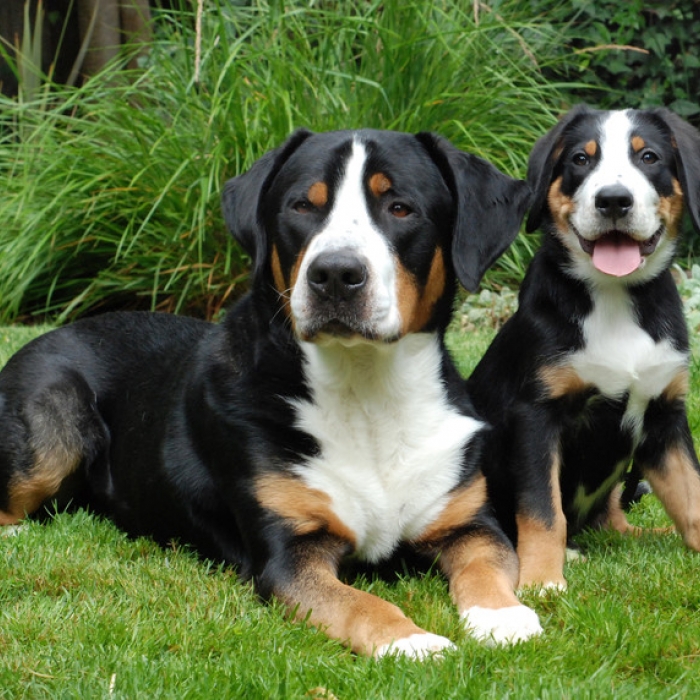 Pretty Greater Swiss Mountain Dog - Dog Breed