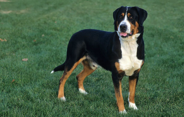 Cute Greater Swiss Mountain Dog - Dog Breed