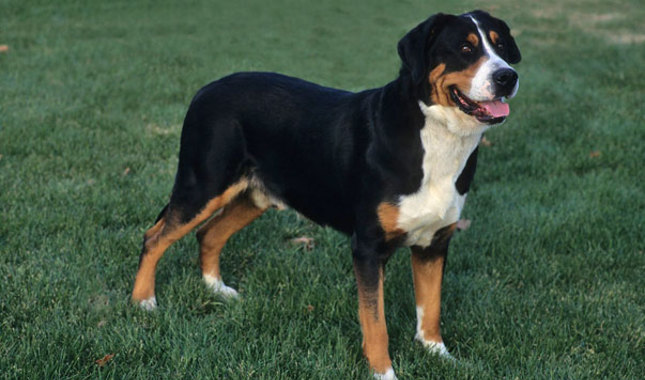 Wallpaper Greater Swiss Mountain Dog - Dog Breed