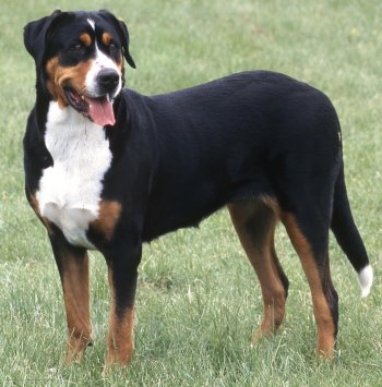 Photo Greater Swiss Mountain Dog - Dog Breed