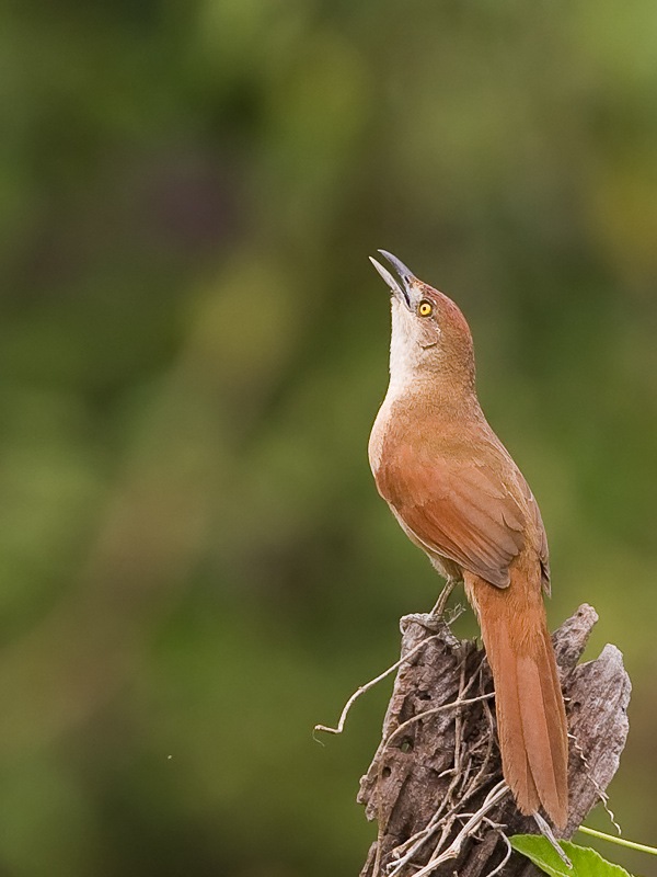 Pretty Greater thornbird