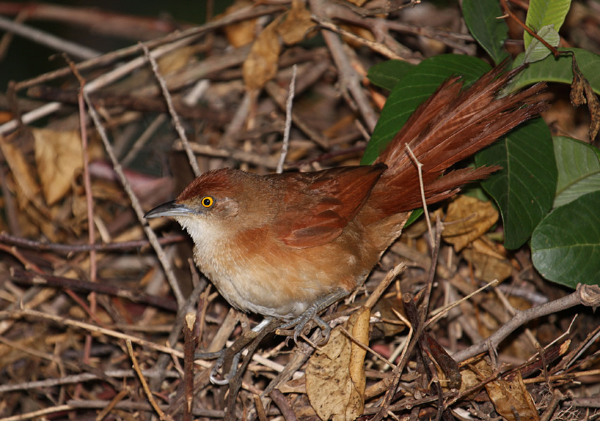 Pretty Greater thornbird