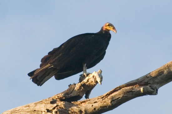 Pretty Greater yellow-headed vulture