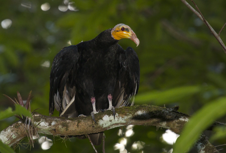Pretty Greater yellow-headed vulture